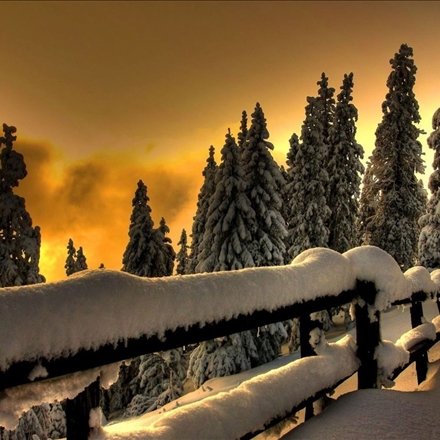 Forest pictures
